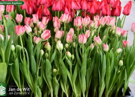 Tulipa Princess Angelique (1)